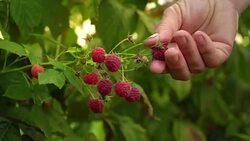 An elderly woman collects raspberries at sunset. Organic food. Stock Footage