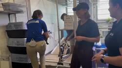 The Florida Aquarium in Tampa relocated their African penguins to higher ground News Clip