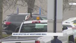 Bear goes bargain hunting at West Hartford Macy's News Clip