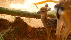 Wildlife scene. Beautiful young fallow whitetail deer, wild mammal animal in forest surrounding. Spotted, Chitals, Cheetal, Axis, Cervus nippon or Japanese deer grazing in natural habitat in the sun. Stock Footage
