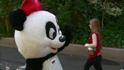 See the Special Birthday Celebrations for Two Critically Endangered Pandas Instructional Video