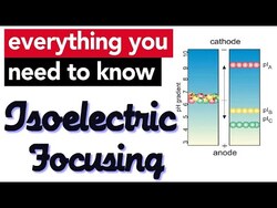 Isoelectric focusing Instructional Video