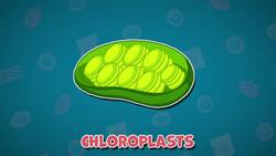 High Five Facts - Cells Instructional Video