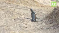 Intense Monitor Lizard Fight Instructional Video