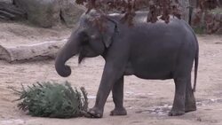 CLEAN : Prague Zoo feeds unsold Christmas trees to elephants and gorillas News Clip