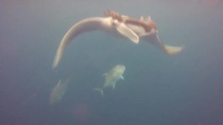 CLEAN : STOCKSHOTS: Climate change driving marine species poleward News Clip