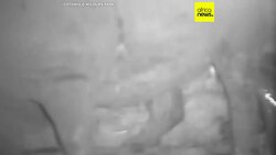 Cotswold park welcomes Markus, a rare white rhino calf News Clip