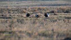 Endangered sage grouse could soon vanish from Canada News Clip