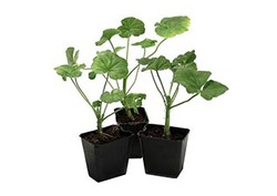 Photosynthesis and Starch Instructional Video