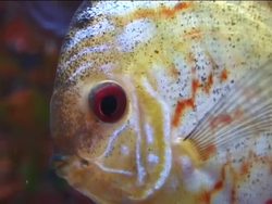 Introduction to Vertebrates Instructional Video