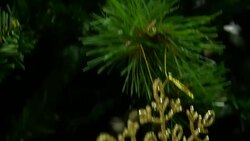 ornaments on Christmas tree Stock Footage