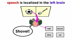 Brain Lateralization: The Split Brain Instructional Video