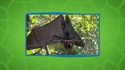 Hurry! Times Running Out to Guess These Animals Instructional Video