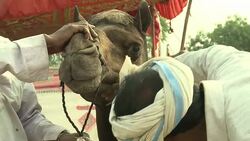 VOICED : La dificultad de vivir de los camellos News Clip