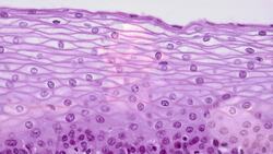 The Effects of Estrogen on the Female and Male Body Instructional Video