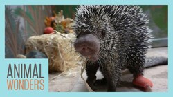 Porcupine Licks Pumpkins | Teeth Update Instructional Video