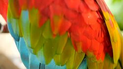 Close up of Red Amazon Scarlet Macaw parrot or Ara macao, in tropical jungle forest. Wildlife Colorful selective focus portrait of bird with vibrant feathers from exotic nature. Stock Footage