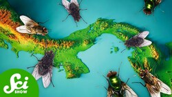 Why Planes Drop Millions of Flies on Panama Every Day Instructional Video