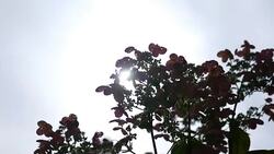 Hydrangea plant behind cinematic sunlight - V2 Stock Footage