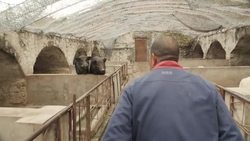 Pigs on a pig farm in China News Clip