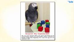 Exploring the Fascinating World of Parrots: Facts and Insights Instructional Video