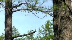 Scientists confirm the source of increased wildfires News Clip