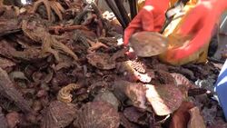 CLEAN : Fascinating but often seen as an invasive species, starfish give up their secrets News Clip