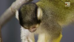Meet Musetta The Extraordinary Squirrel Monkey Instructional Video
