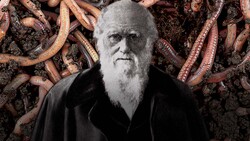 Darwin's Unexpected Final Obsession Instructional Video