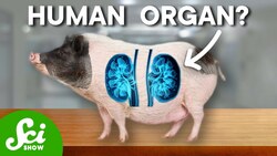 We May Be Able To Grow Human Organs In Animals. Should We? Instructional Video