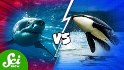 Which Animal Would Win In A Fight? Instructional Video