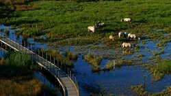 White Camargue horses, Camargue, France Stock Footage