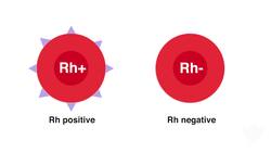 Rhesus Factor Instructional Video