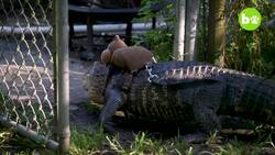 I Live With A 6’6" Alligator Instructional Video