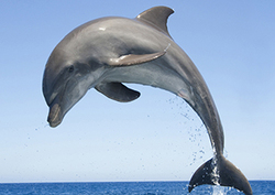 Streamlined: Dolphins vs People Instructional Video