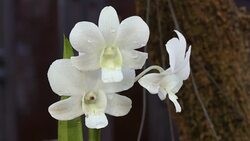 white orchids in garden Stock Footage