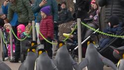 Waddle this way: Calgary penguins take annual stroll News Clip