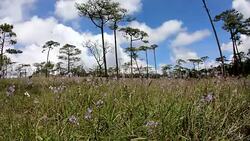 landscape silhouette at Phu Soi Dao national park Thailand Stock Footage