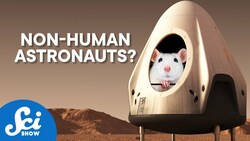 Animal Astronauts | Compilation Instructional Video