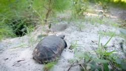 This Tortoise Is So Important to So Many Other Animals Instructional Video