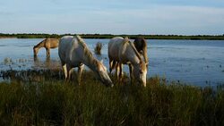 White Camargue horses, Camargue, France Stock Footage