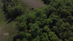 Keeping tabs on elusive bison News Clip