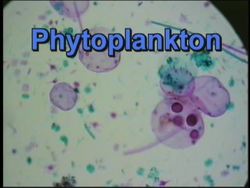 Protists: Plant-like Protists Instructional Video