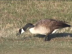Spring: Plants and Animals in Spring Instructional Video