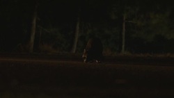 WIDE ANGLE OF RACCOON IN MIDDLE OF DARK ROAD OR HIGHWAY EATING. HEADLIGHTS FROM UNSEEN CAR SHINE ON ANIMAL AND ANIMAL RUNS OFF ROAD. COULD BE FUTURE ROAD KILL. ROPE ATTACHED TO STUNT ANIMAL SEEN. Stock Footage