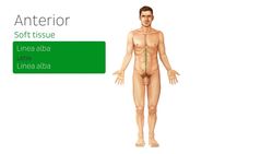 Male body surface anatomy Instructional Video
