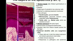 The Integumentary System | The Epidermis Instructional Video
