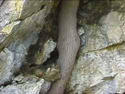 Weathering and Erosion: Video Assessment Instructional Video