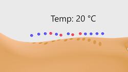 How a Drinking Bird Toy Works Instructional Video