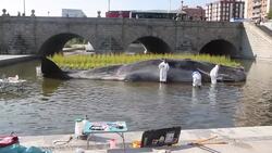 Artists' collective dupes Madrid locals with beached sperm whale sculpture Instructional Video